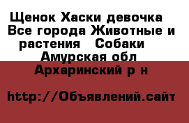 Щенок Хаски девочка - Все города Животные и растения » Собаки   . Амурская обл.,Архаринский р-н